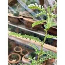 Dan ada jugak yang amalkan minum air daun dukung. Manfaat Daun Dukung Anak Untuk Kesehatan