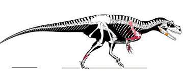 A Reconstruction Of The Skeleton Of Saltriovenator An Early Member Of The Ceratosauria From Europe Is Named And Descr Prehistoric Animals Dinosaur Out To Sea