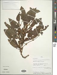 Image result for Struchium sparganophorum