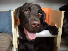Senior dogs or dogs with disability sites rehoming megaesophagus dog's website and facebook page named the same. Megaesophagus In Dogs Causes Treatment And Care