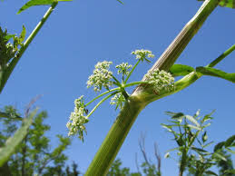 Image result for Afrosciadium