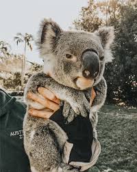 Diving Dogs Dogs Aesthetic Dogs And Puppies Dogs Quotes Scuba Spotmydive Cute Animals Cute Baby Animals Cute Funny Animals
