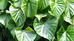 We did not find results for: Brotowali Tanaman Obat Yang Bisa Membunuh Larva Nyamuk Greeners Co