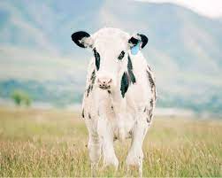 Farm Animal Photograph Country Photography Color Cow Light Blue And Green Western Dairy Cow Cute Calf 8x10 Photo Farm Animals Farm Cow Cow