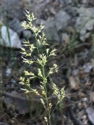 Image result for Agrostis continuata