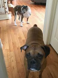 The Daily Bark Restroom Security We Heard Strange Sounds Are You Ok In The Life Of Mr Benton Stein Miss Ella Stein Dog Houses Doggie Style Dogs