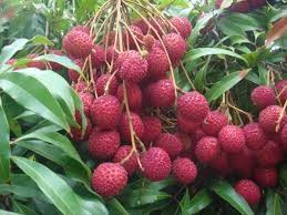 Maybe you would like to learn more about one of these? 2 How To Plant A Lychee Tree In Phoenix Arizona Soil Water Sun Food Mulch Youtube
