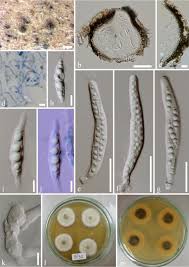 Image result for Pandanus sp. B