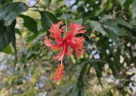 Image result for Hibiscus schizopetalus