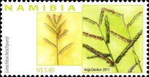 Image result for Urochloa brachyura