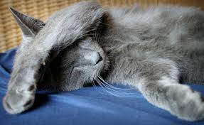 Cats who are lethargic are not physically active enough, and that can lead to even more health issues. How Can Stress Make Your Pet Ill