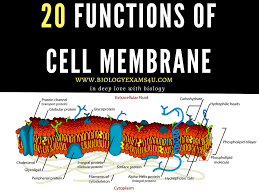 Biology Exams 4 U 20 Functions Of Cell Membrane Or Plasma Membrane