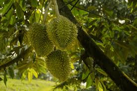 Media tanam untuk durian haruslah dibersihkan terlebih dahulu sebelum ditanami bibit durian. Cara Menanam Pohon Durian Pusatbibitdurian Com