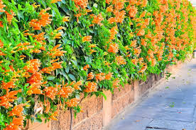 Choose your favorite climbing plants designs and purchase them as wall art, home decor, phone cases, tote bags, and more! Top 10 Flowering Climbers For An Indian Garden Flowering Plants In India Indian Garden Climber Plants
