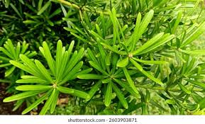 Image result for Podocarpaceae