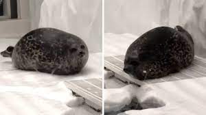 Chubby Seal Bounces Up And Down - YouTube