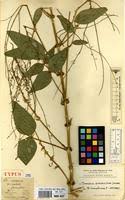 Image result for Desmodium distortum