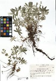 Image result for Alchemilla johnstonii