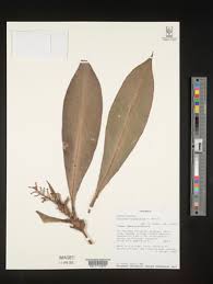 Image result for Palisota ambigua