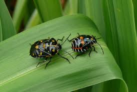 Harlequin cabbage bug - Wikipedia