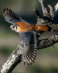 Pin By Sisca On Birds Beautiful Birds Birds Of Prey Animals Beautiful