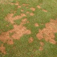 Find the fix for your fungus q: Pythium Blight What It Is How To Prevent It And How To Beat It