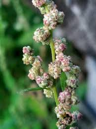 Image result for Chenopodium