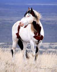 Pin On Horse