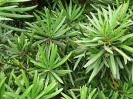 Image result for Podocarpaceae