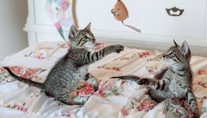Scratching also helps keep your cat's claws from becoming overgrown. How To Keep Cat From Scratching Door In 5 Steps Pet Pro Advice