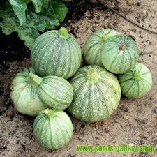 Generally, it's best to harvest regular zucchini fruit when it's about 5 to 7 long. Ronde De Nice Round Zucchini Seeds Prijs 1 95
