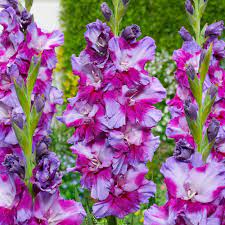 Petsjora Gladiolus Shop Flower Bulbs Michigan Bulb Gladiolus Bulb Flowers Gladiolus Bulbs