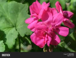 Flowers are most often blue, although pink flowers are sometimes observed. Beautiful Pink Flowers Image Photo Free Trial Bigstock