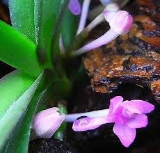 Image result for Rhipidoglossum pusillum