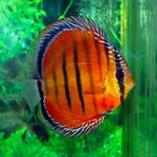 Alenquer Red Discus Fish 2 Arizona Aquatic Gardens Discus Fish For Sale Discus Fish Tropical Freshwater Fish
