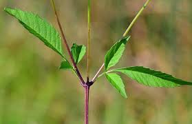 Image result for Bidens flagellata