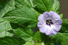 Image result for Nicandra