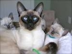 Siamese Cat Breeders: Fanciers Breeder Referral List
