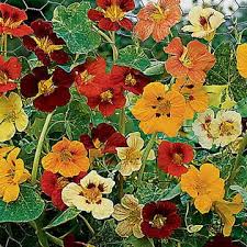 The home depot gdl santa anita #1176. Jewel Of Africa Nasturtium Seeds Park Seed