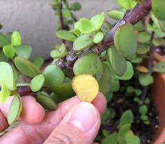 Leaf Discoloration On Succulents Find Out Why Succulent Leaves Turn Brown Yellow Or Black Plant Leaves Turning Yellow Plant Leaves Turning Brown Jade Plants
