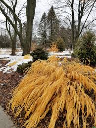 Image result for hakonechloa macra nicolas