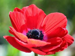 Sin embargo, el color más común es el rojo. Land Of Israel National Symbols National Flower National Symbols Flowers Amazing Flowers