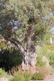 San Diego Botanic Garden Located North Of San Diego In Encinitas California