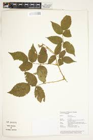 Image result for Rubus apetalus