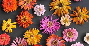 Deadhead) when their color starts to fade to encourage more flowers to grow. Zinnias A Cutting Garden Classic For North Texas The Dallas Garden School