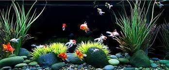 Warna dari ikan ini juga beragam dengan karakter yang terang menyala. 7 Jenis Ikan Hias Aquascape Air Tawar Terindah Yang Mudah Dipelihara