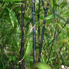 Maybe you would like to learn more about one of these? Buy Black Bamboo Phyllostachys Nigra