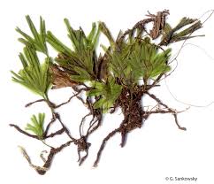 Image result for Crepidomanes