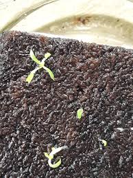 Maybe you would like to learn more about one of these? First Fang Of My 4mm Venus Flytrap Indoorgarden