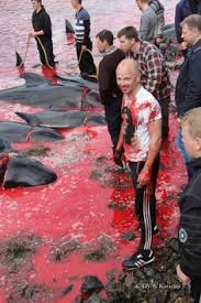 Each year in the summer months the so called grindadráp is taking place in the faroes islands. 9 Faroe Islands Kill Dolphin Whales Ideas Faroe Islands Whale Pilot Whale